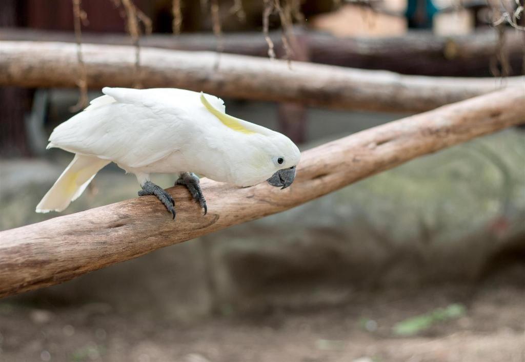 Score Birds Hotel Анхелес Экстерьер фото